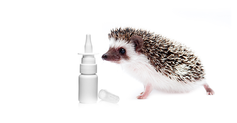 Персистирующий ринит что это thumbnail