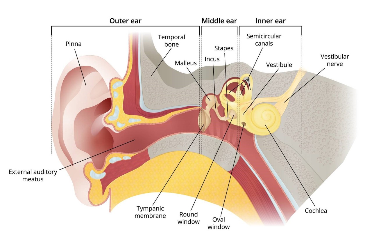 Отит среднего уха ᐈ Лечение и симптомы | Университетская клиника г. Фрайбурга