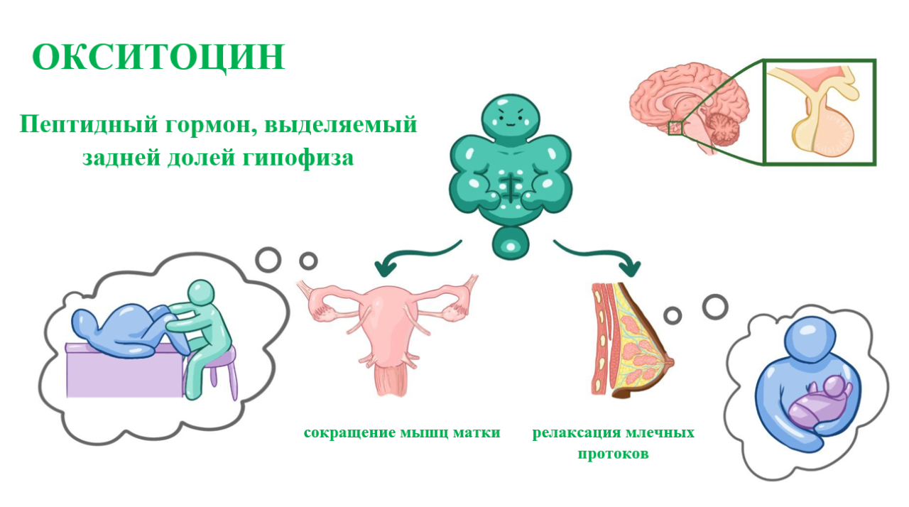 Ильинская больница - современный амбулаторно-госпитальный центр :: Окситоцин