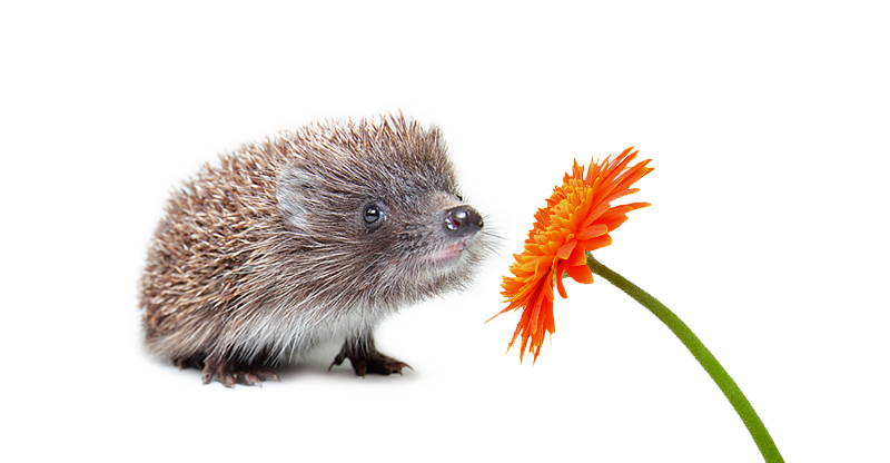 Весенний поллиноз лечение. Сезонный поллиноз что это такое симптомы ...