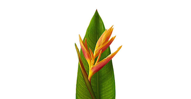 Синдром раздраженной кишки симптомы и лечение у взрослых. Синдром ...