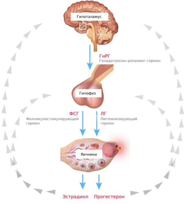 Яичники выделяют гормоны. Гипоталамо гипофизарная яичниковая система. Ось гипоталамус-гипофиз-яичники. Гормоны гипоталамо-гипофизарно-яичниковой системы. Гипоталамо гипофизарно яичниковая ось.