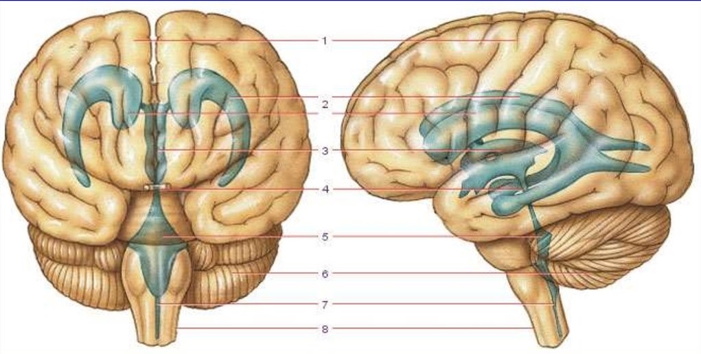 Правый желудочек головного. 4 Желудочек головного мозга анатомия. 3 Желудочек головного мозга. 3 Желудочек головного мозга анатомия. Полость третьего желудочка головного мозга.